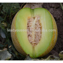 Semeadora de sementes de melão doce híbrido NSM011 Fafa para sementes pequenas